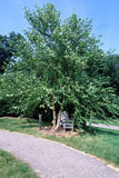 River Birch (Multistem)