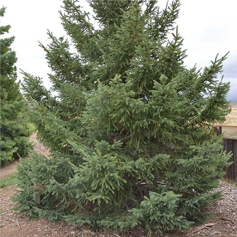 Black Hills Spruce