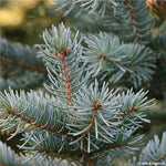 Black Hills Spruce