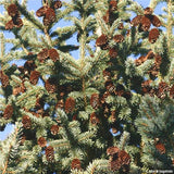 Black Hills Spruce