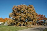 Bur Oak