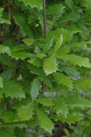 Regal Prince Oak