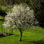 North Star Cherry