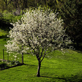 North Star Cherry