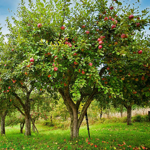 Honeycrisp Apple