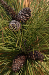 Red Pine