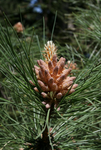 Red Pine
