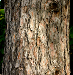 Red Pine