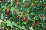 Serviceberry (Multistem)