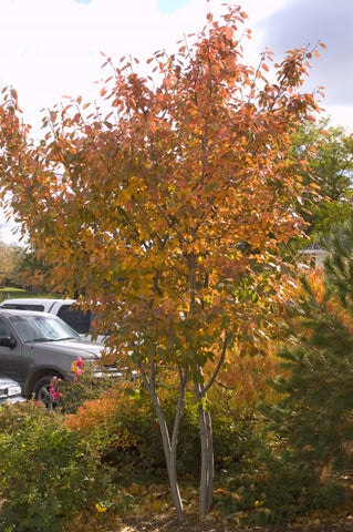 Serviceberry (Multistem)