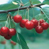North Star Cherry