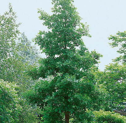 Bur Oak