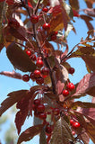 Royal Raindrops Crabapple