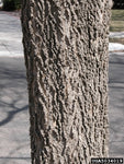 Hackberry