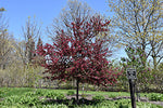 Royal Raindrops Crabapple