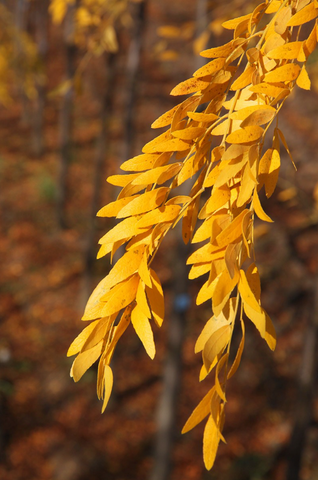 Skyline Honeylocust